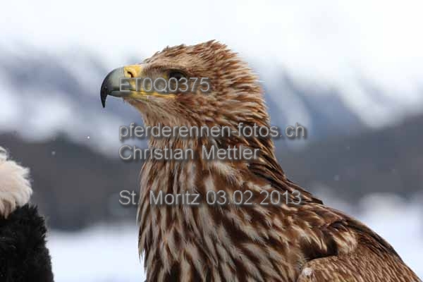 ET0Q0375 prot